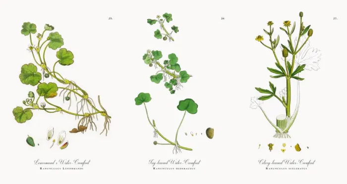 Framed Print : Lenormandas Water Crowfoot, Ranunculus Lenormandi, Victorian Botanical Illustration, 1863 Framed Print : Lenormandas Water Crowfoot, Ranunculus Lenormandi, Victorian Botanical Illustration, 1863