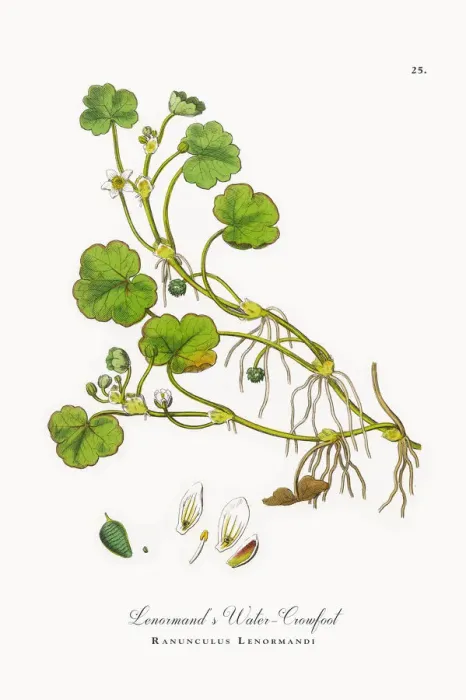 Framed Print : Lenormandas Water Crowfoot, Ranunculus Lenormandi, Victorian Botanical Illustration, 1863 Framed Print : Lenormandas Water Crowfoot, Ranunculus Lenormandi, Victorian Botanical Illustration, 1863