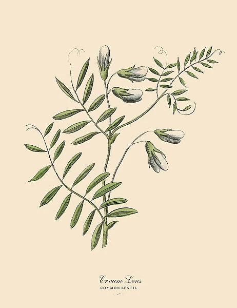 Lentil, Legumes, Victorian Botanical Illustration