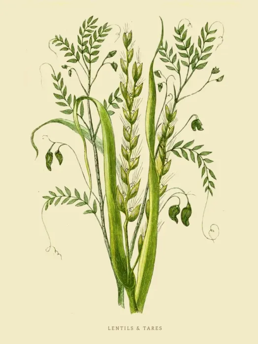 Framed Print : Lentils and Tare illustration 1851 Framed Print : Lentils and Tare illustration 1851
