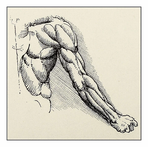 Leonardo's sketches and drawings: arm muscles anatomy