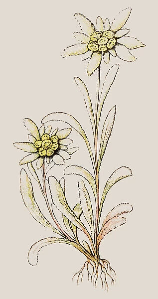 Leontopodium nivale, commonly called edelweiss