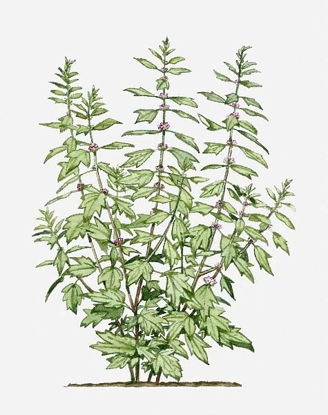 Leonurus cardiaca (Motherwort) with small pink flowers and green leaves on long stems