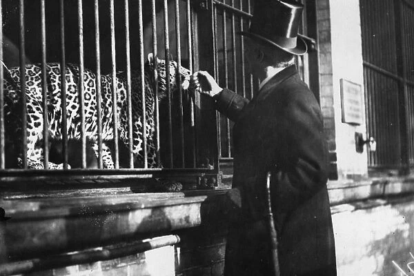 Leopard. circa 1909: A Fellow of the Zoological Society in his top hat