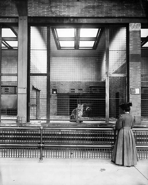 Leopard. circa 1900: A woman watching a caged leopard at the zoo