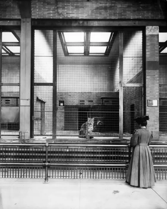 Framed Print : Leopard. circa 1900: A woman watching a caged leopard at the zoo Framed Print : Leopard. circa 1900: A woman watching a caged leopard at the zoo