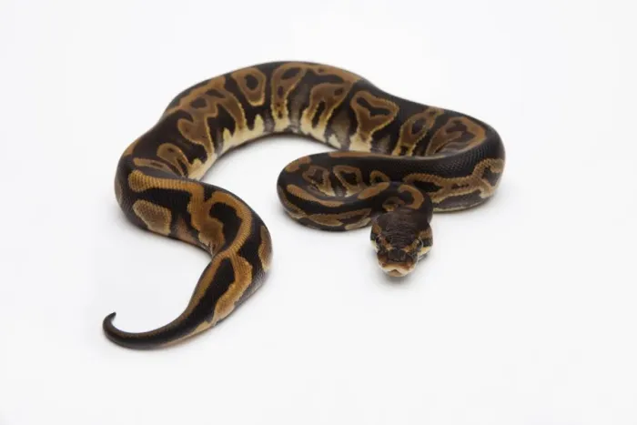 Framed Print : Leopard Ball Python or Royal Python -Python regius-, female Framed Print : Leopard Ball Python or Royal Python -Python regius-, female