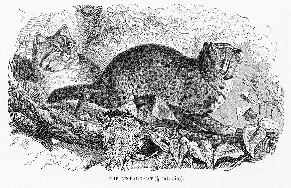 Leopard cat engraving 1894