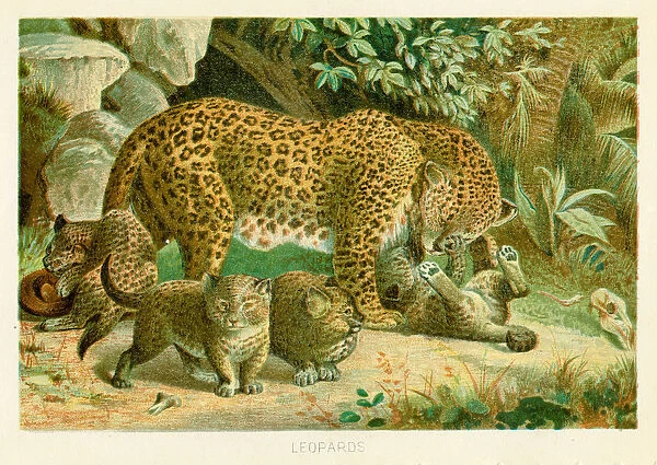 Leopard with cubs chromolithograph 1896