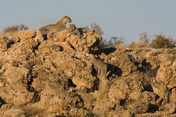 Leopard and Cubs, Panthera pardus, Kgalagadi Transfrontier Park, Northern Cape, South Africa, Kgalagadi District, Botswana