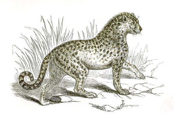 Leopard engraving 1851