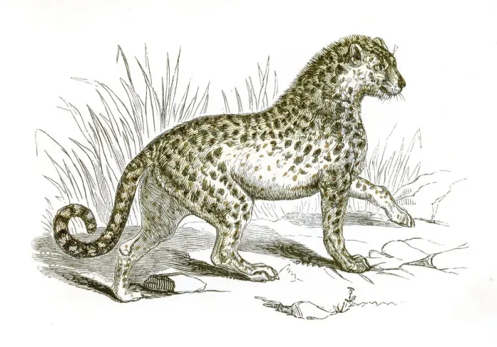 Framed Print : Leopard engraving 1851 Framed Print : Leopard engraving 1851