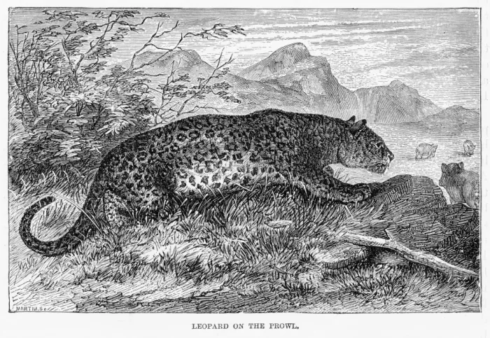 Framed Print : Leopard hunting engraving 1894