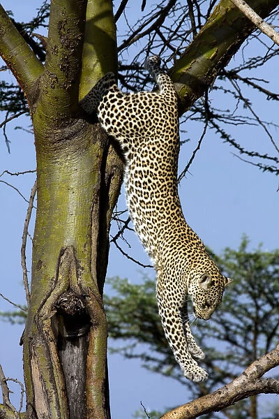 Leopard jumping down tree