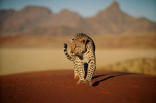 Leopard (Panthera pardus)