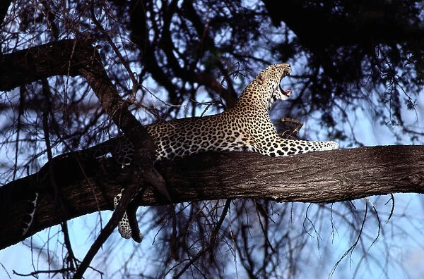 Leopard (Panthera pardus) in Acacia tree, Kenya