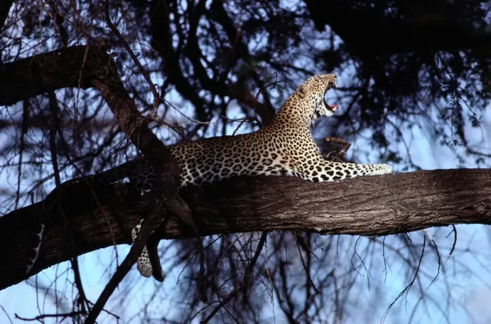 Framed Print : Leopard (Panthera pardus) in Acacia tree, Kenya Framed Print : Leopard (Panthera pardus) in Acacia tree, Kenya