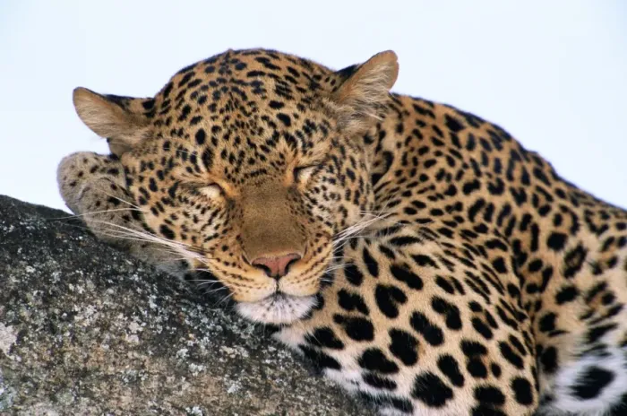 Framed Print : Leopard (Panthera pardus) asleep on tree limb, close-up Framed Print : Leopard (Panthera pardus) asleep on tree limb, close-up