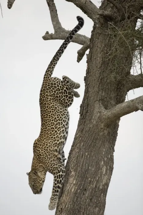 Framed Print : Leopard (Panthera pardus) climbing down tree trunk, side view Framed Print : Leopard (Panthera pardus) climbing down tree trunk, side view