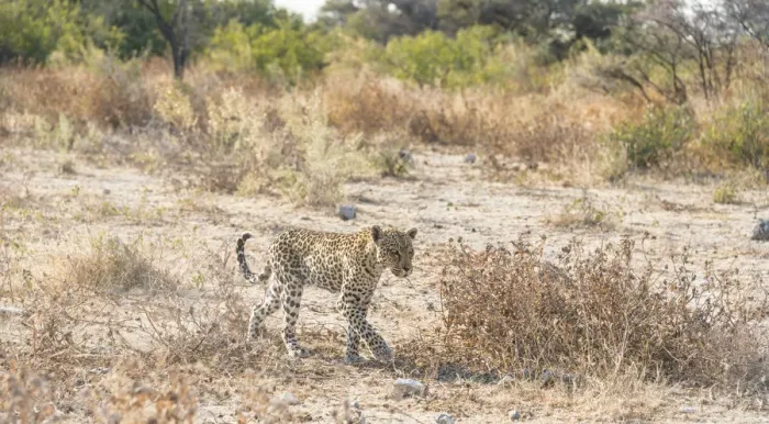 Framed Print : Leopard -Panthera pardus-, Etosha National Park, Namibia Framed Print : Leopard -Panthera pardus-, Etosha National Park, Namibia