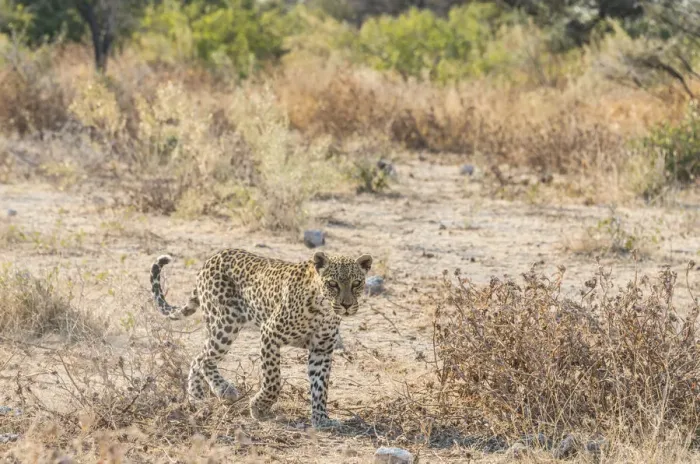 Framed Print : Leopard -Panthera pardus-, Etosha National Park, Namibia Framed Print : Leopard -Panthera pardus-, Etosha National Park, Namibia