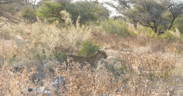 Framed Print : Leopard -Panthera pardus-, Etosha National Park, Namibia