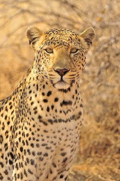 Leopard (Panthera pardus), Etosha National Park, Namibia, Africa