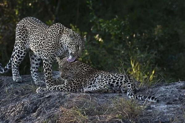 Leopard -Panthera pardus-, female with cub, Sabi Sand Reserve, South Africa