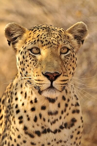 Leopard (Panthera pardus) in the Kgalagadi Transfrontier Park, Kalahari, South Africa, Africa