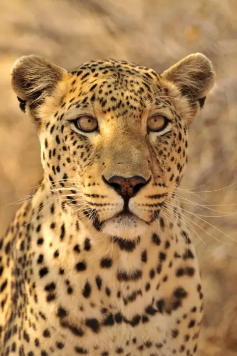 Framed Print : Leopard (Panthera pardus) in the Kgalagadi Transfrontier Park, Kalahari, South Africa, Africa Framed Print : Leopard (Panthera pardus) in the Kgalagadi Transfrontier Park, Kalahari, South Africa, Africa
