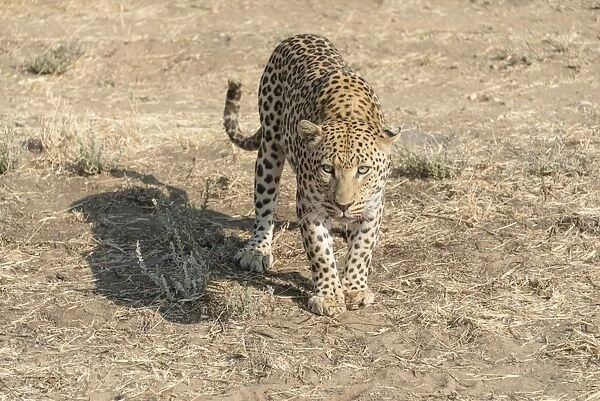 Leopard -Panthera pardus-, Khomas, Namibia