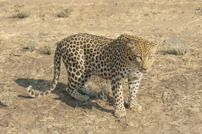 Framed Print : Leopard -Panthera pardus-, Khomas, Namibia