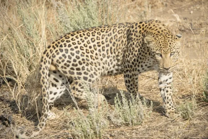 Framed Print : Leopard -Panthera pardus-, Khomas, Namibia Framed Print : Leopard -Panthera pardus-, Khomas, Namibia