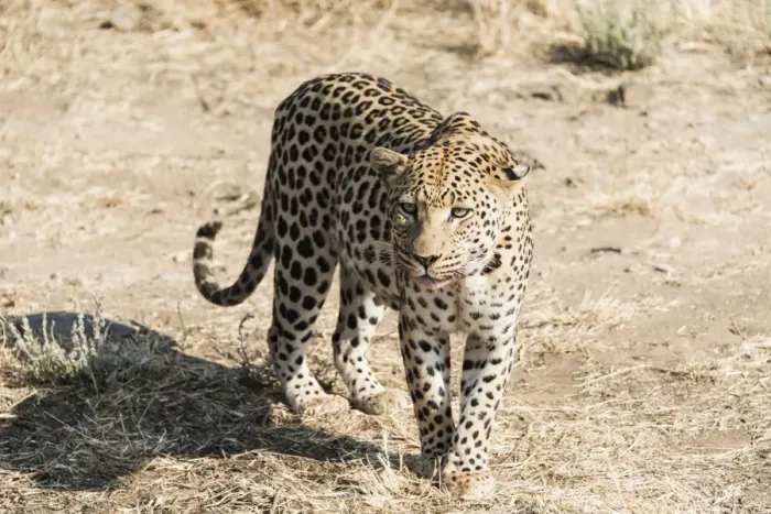 Framed Print : Leopard -Panthera pardus-, Khomas, Namibia Framed Print : Leopard -Panthera pardus-, Khomas, Namibia