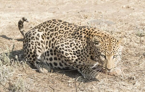 Leopard -Panthera pardus-, Khomas, Namibia