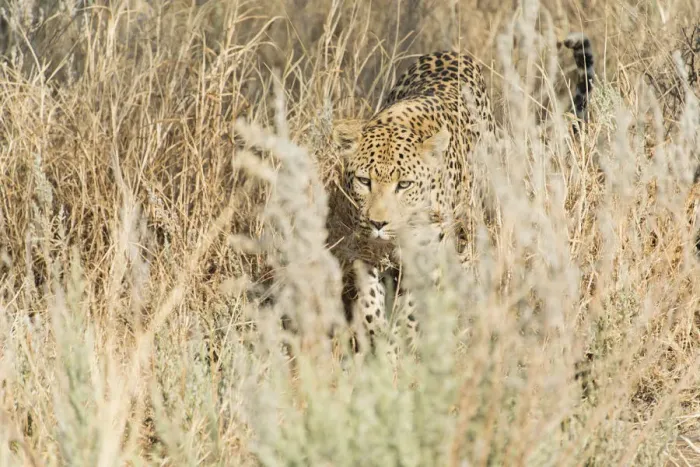 Framed Print : Leopard -Panthera pardus-, Khomas, Namibia Framed Print : Leopard -Panthera pardus-, Khomas, Namibia