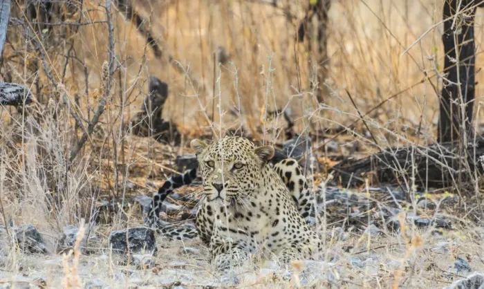 Framed Print : Leopard -Panthera pardus- lying camouflaged on stony ground, Etosha National Park, Namibia Framed Print : Leopard -Panthera pardus- lying camouflaged on stony ground, Etosha National Park, Namibia
