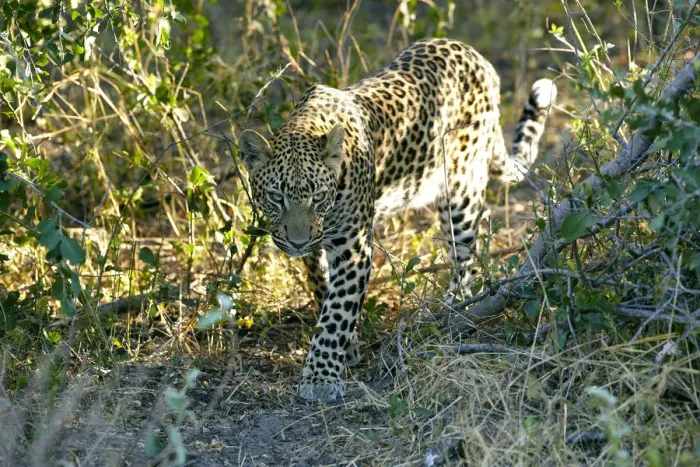 Framed Print : Leopard -Panthera pardus-, Okavango Delta, Botswana, Africa Framed Print : Leopard -Panthera pardus-, Okavango Delta, Botswana, Africa