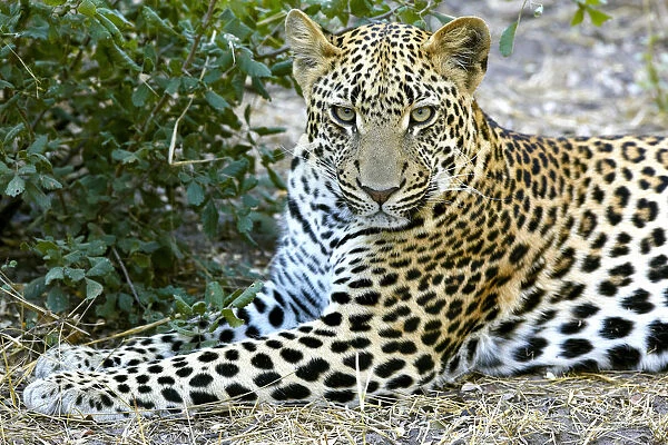 Leopard -Panthera pardus-, Okavango Delta, Botswana, Africa