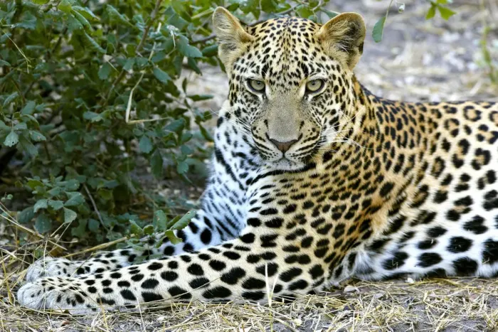 Framed Print : Leopard -Panthera pardus-, Okavango Delta, Botswana, Africa Framed Print : Leopard -Panthera pardus-, Okavango Delta, Botswana, Africa