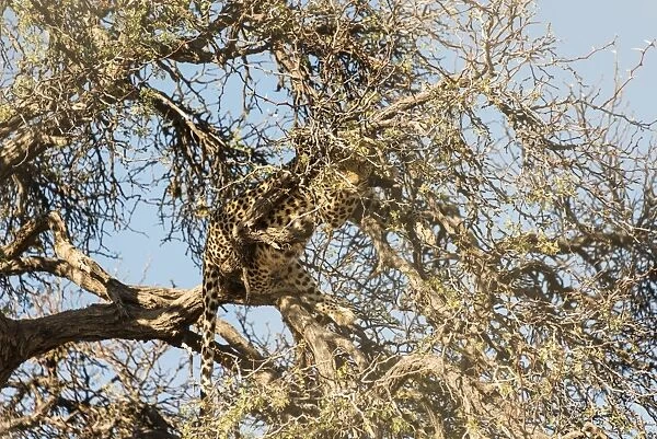 Leopard -Panthera pardus- perched on the tree, camoflaged, Namibia