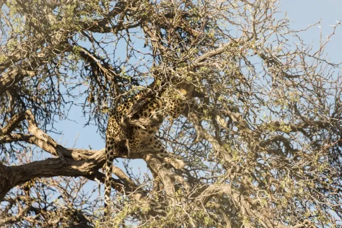 Framed Print : Leopard -Panthera pardus- perched on the tree, camoflaged, Namibia Framed Print : Leopard -Panthera pardus- perched on the tree, camoflaged, Namibia