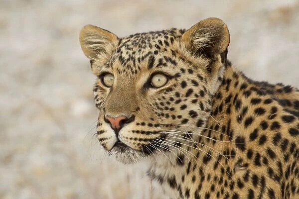 Leopard -Panthera pardus-, portrait, Etosha National Park, Namibia