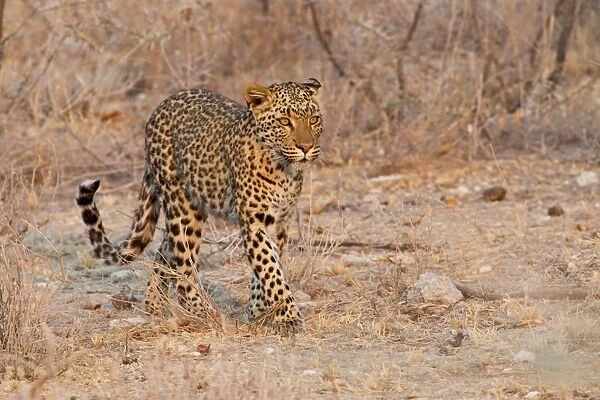 Leopard -Panthera pardus- roaming through its territory, Etosha National Park, Namibia