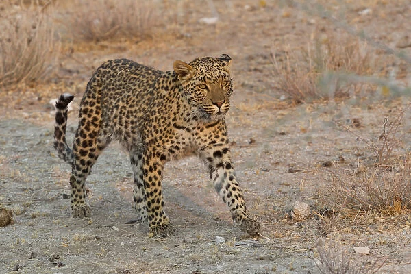Leopard -Panthera pardus- roams his territory, Etosha National Park, Namibia