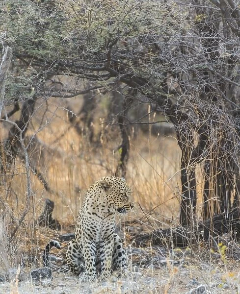 Leopard -Panthera pardus- sitting under a dry tree on stony ground, Etosha National Park, Namibia