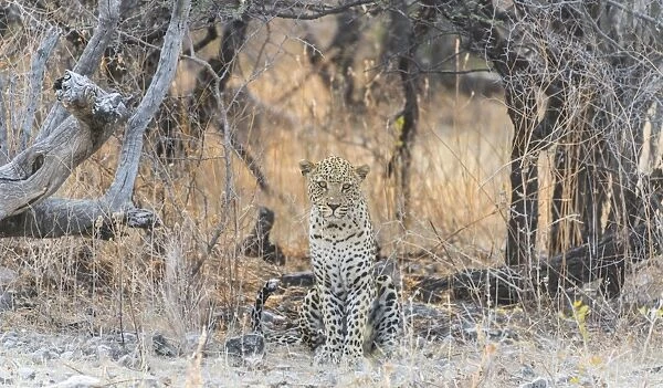 Leopard -Panthera pardus- sitting under a dry tree on stony ground, Etosha National Park, Namibia