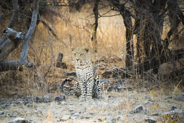 Framed Print : Leopard -Panthera pardus- sitting under a dry tree on stony ground, Etosha National Park, Namibia