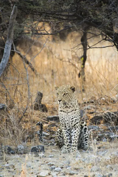 Framed Print : Leopard -Panthera pardus- sitting under a dry tree on stony ground, Etosha National Park, Namibia Framed Print : Leopard -Panthera pardus- sitting under a dry tree on stony ground, Etosha National Park, Namibia