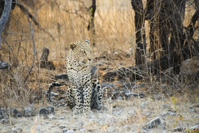Framed Print : Leopard -Panthera pardus- sitting under a dry tree on stony ground, Etosha National Park, Namibia
